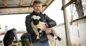 Валлийская овечка Бусинка появилась в бахчисарайском зоопарке