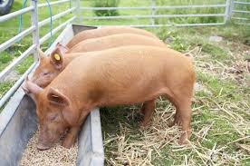 В Ленинском районе вновь разрешили содержать свиней