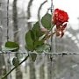 29 января в мемориале «Концлагерь «Красный» пройдёт конференция, посвящённая памяти жертвам Холокоста
