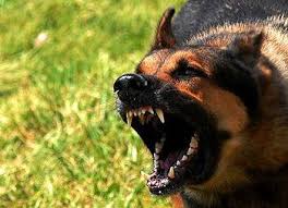 В Джанкойском районе обнаружили нарушения в содержании собак
