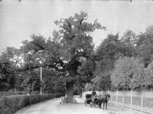Исторический дуб высадят в Никитском ботаническом саду