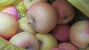 В Крым пробовали незаконно ввезти более 50 кг фруктов