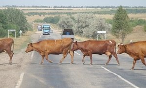 Сбитая машиной севастопольская корова оказалась крепче металла