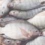 В Ялте пресекли реализацию свежемороженой рыбы без ветеринарных документов
