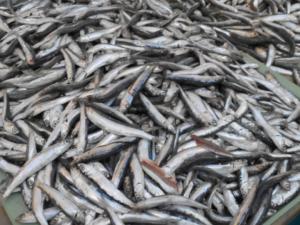 Молочные реки и рыбные берега: 200 кг бесхозной рыбы сожгли в Керчи