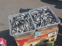 В Керчи сожгли 200 кг бесхозной рыбы