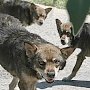Крымская зоозащитница предложила бороться с агрессивными бездомными собаками путём эвтаназии