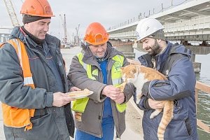 Кот Мостик после Масленичной недели сел на диету