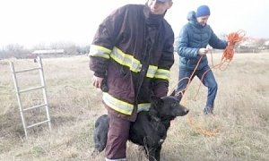 В Крыму из шестиметровой ямы спасена собака