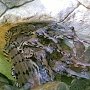 Гавиаловые крокодилы в первый раз принесли потомство в Крыму
