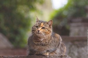 Обладатели фотографий с котами в Никитском саду имеют возможность принять участие в конкурсе