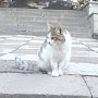 Никитский ботсад запустил конкурс на лучшее фото или картину с обитающими в саду кошками