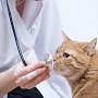 Ветеринарная служба Керчи просит зарегистрировать своих домашних животных