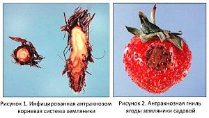 В Крыму зафиксировали серьёзное заболевание земляники