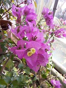 В праздничные дни в Никитском ботсаду можно полюбоваться на цветущие бугенвилии, нарциссы, вереск, жимолость и экзотические кактусы