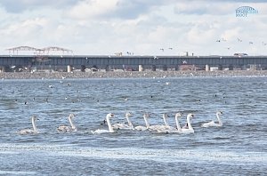 В районе строительства Крымского моста проводят комплексный экологический мониторинг