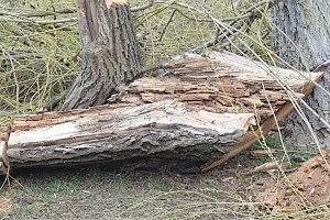 На набережной Салгира ведётся санитарная обрезка деревьев