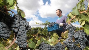 В Крыму построят питомник для саженцев винограда
