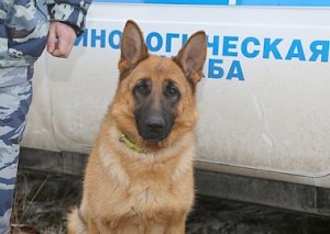 Служебная собака Юта дала возможность полицейским найти пропавшего в Симферопольском районе Республики Крым мальчика