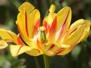 На выставке тюльпанов в Никитском ботаническом саду представят более 70 тыс. цветов