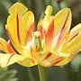 На выставке тюльпанов в Никитском ботаническом саду представят более 70 тыс. цветов