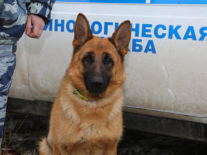Служебная собака Юта дала возможность полицейским найти пропавшего в Симферопольском районе мальчика