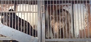 «Тайган» примет трёх цирковых медведей, которые найдены на автостоянке в Самаре