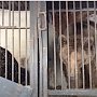 «Тайган» примет трёх цирковых медведей, которые найдены на автостоянке в Самаре