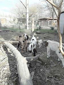 Бахчисарайский парк миниатюр предложил посетителям выбрать имена для новорожденных нубийских козлят