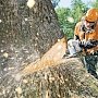 В Джанкойском районе обнаружили незаконную рубку деревьев