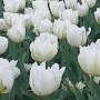 Традиционный парад тюльпанов откроется в Никитском ботсаду 13 апреля