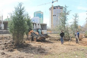 В парках и скверах Симферополя высадили почти 70 деревьев