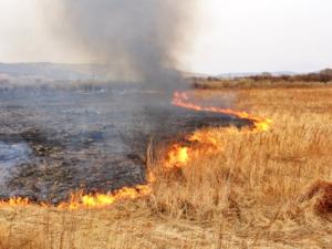 Пик количества лесных пожаров спасатели ожидают в августе-сентябре