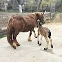 У пары лошадей-тяжеловозов в Бахчисарайском зоопарке родилась Малышка