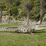Между тюльпанов в Приморском парке Никитского ботсада живут динозавры