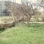 На Блюхера в Керчи упал тополь