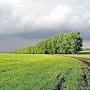 Эксперты ОНФ предложили всем городам и районам Крыма предусмотреть территории для вероятного создания «зеленых щитов»