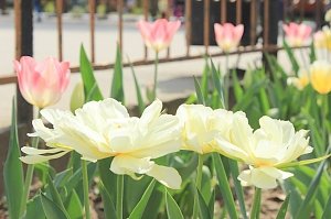 В Симферопольском парке стартовал парад тюльпанов