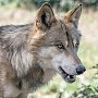 В Крыму отменили карантин из-за бешеного волка на землях природного заповедника