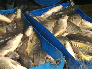 По Крыму путешествовало 300 килограммов рыбы без документов