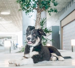 Символ аэропорта Симферополь – собака Алис Феличис – за трое суток собрал почти тысячу подписчиков в Instagram
