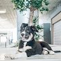 Символ аэропорта Симферополь – собака Алис Феличис – за трое суток собрал почти тысячу подписчиков в Instagram
