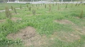 Украли деревья, посаженные в память о погибших в Кемерово