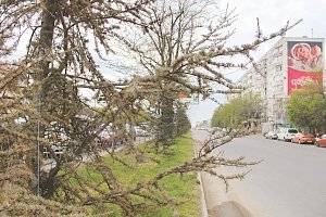 Почему деревья в Симферополе не приживаются