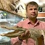 Единственный в России крокодил-альбинос появился в Ялтинском крокодиляриуме