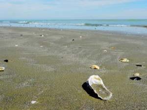 В Керчи детей привлекут к уборке общественных пляжей летом