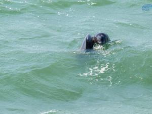 Дельфин попал в невод к рыбаку в Балаклавской бухте