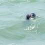 Дельфин попал в невод к рыбаку в Балаклавской бухте