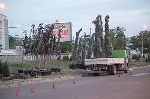 Кедры и можжевельники начали высаживать на проспекте Победы в Симферополе