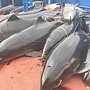 Российские пограничники у мыса Тарханкут задержали украинское судно, которое незаконно вылавливало дельфинов и камбалу